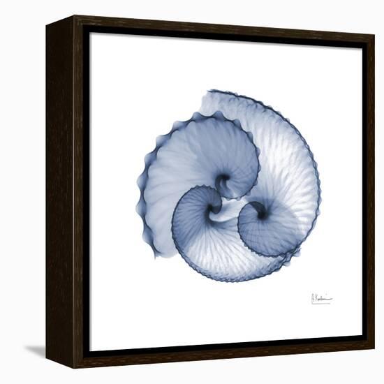 Indigo Sea Shells-Albert Koetsier-Framed Stretched Canvas