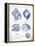 Indigo Shells I-Gwendolyn Babbitt-Framed Stretched Canvas