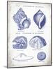 Indigo Shells I-Gwendolyn Babbitt-Mounted Art Print