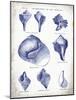 Indigo Shells II-Gwendolyn Babbitt-Mounted Art Print
