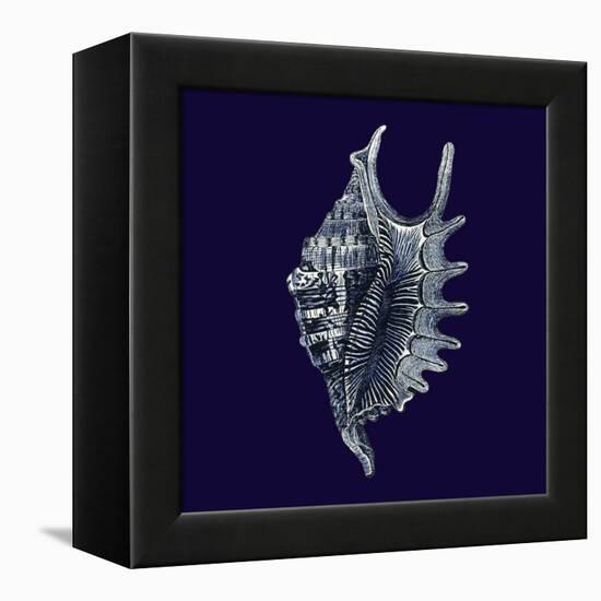 Indigo Shells VI-Vision Studio-Framed Stretched Canvas