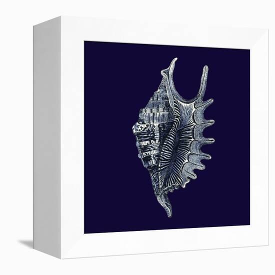 Indigo Shells VI-Vision Studio-Framed Stretched Canvas