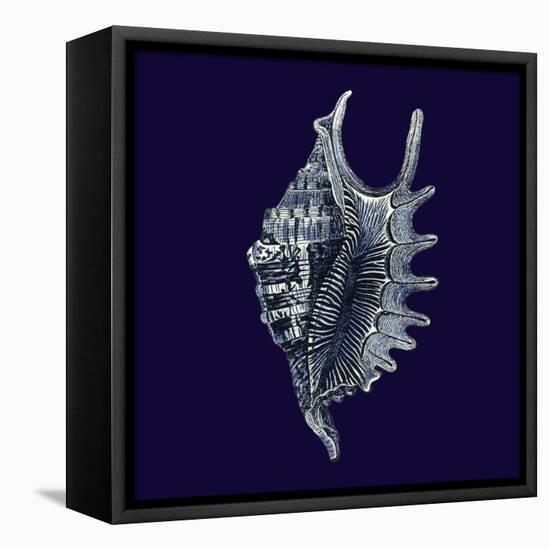 Indigo Shells VI-Vision Studio-Framed Stretched Canvas