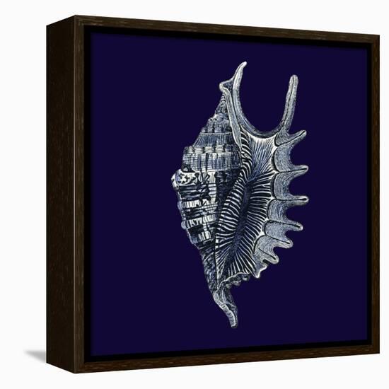 Indigo Shells VI-Vision Studio-Framed Stretched Canvas