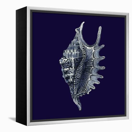 Indigo Shells VI-Vision Studio-Framed Stretched Canvas