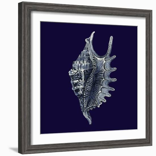 Indigo Shells VI-Vision Studio-Framed Art Print