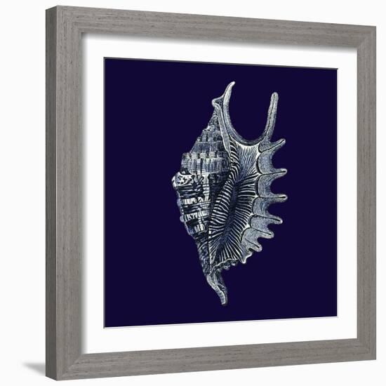 Indigo Shells VI-Vision Studio-Framed Art Print