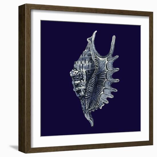 Indigo Shells VI-Vision Studio-Framed Art Print