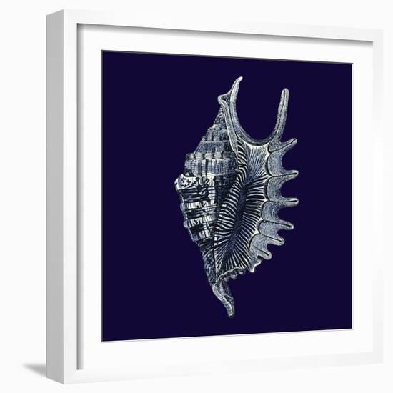 Indigo Shells VI-Vision Studio-Framed Art Print