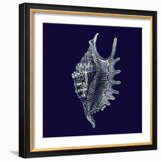 Indigo Shells VI-Vision Studio-Framed Art Print