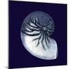 Indigo Shells VII-Vision Studio-Mounted Art Print