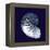 Indigo Shells VII-Vision Studio-Framed Stretched Canvas