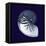 Indigo Shells VII-Vision Studio-Framed Stretched Canvas