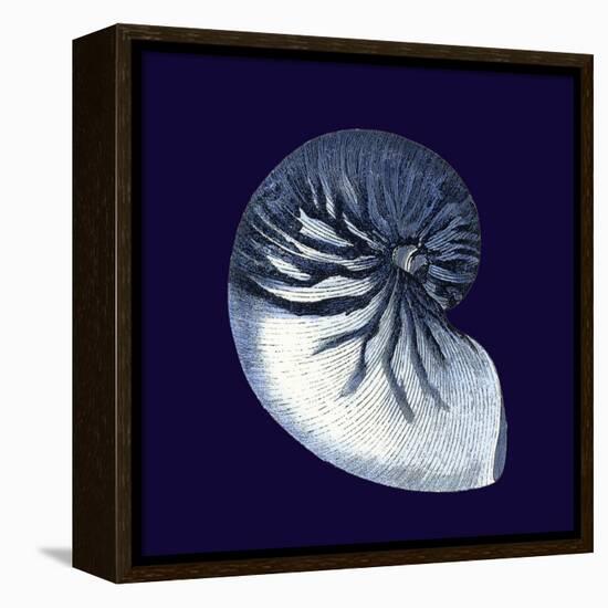 Indigo Shells VII-Vision Studio-Framed Stretched Canvas