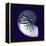 Indigo Shells VII-Vision Studio-Framed Stretched Canvas