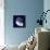 Indigo Shells VII-Vision Studio-Premium Giclee Print displayed on a wall