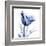 Indigo Softened Tulip-Albert Koetsier-Framed Art Print