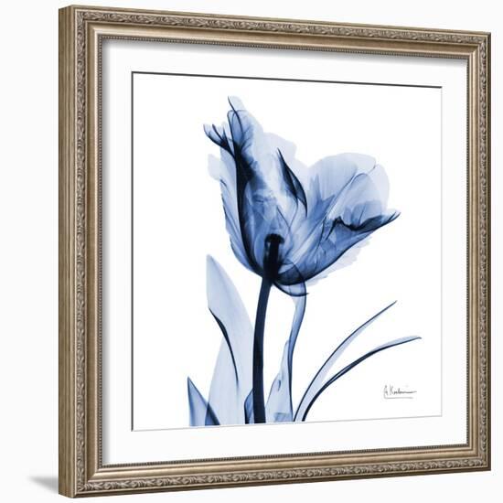 Indigo Softened Tulip-Albert Koetsier-Framed Art Print