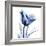 Indigo Softened Tulip-Albert Koetsier-Framed Art Print