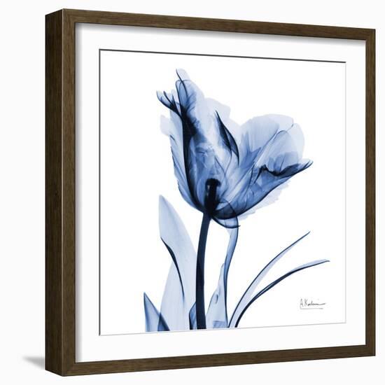 Indigo Softened Tulip-Albert Koetsier-Framed Art Print