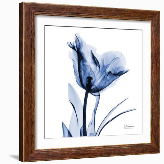 Indigo Softened Tulip-Albert Koetsier-Framed Art Print