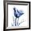 Indigo Softened Tulip-Albert Koetsier-Framed Art Print