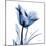 Indigo Softened Tulip-Albert Koetsier-Mounted Art Print