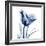 Indigo Softened Tulip-Albert Koetsier-Framed Art Print