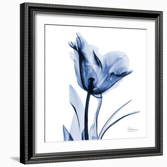 Indigo Softened Tulip-Albert Koetsier-Framed Art Print