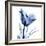 Indigo Softened Tulip-Albert Koetsier-Framed Art Print