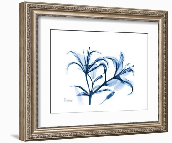 Indigo Starfire Lily-Albert Koetsier-Framed Premium Giclee Print