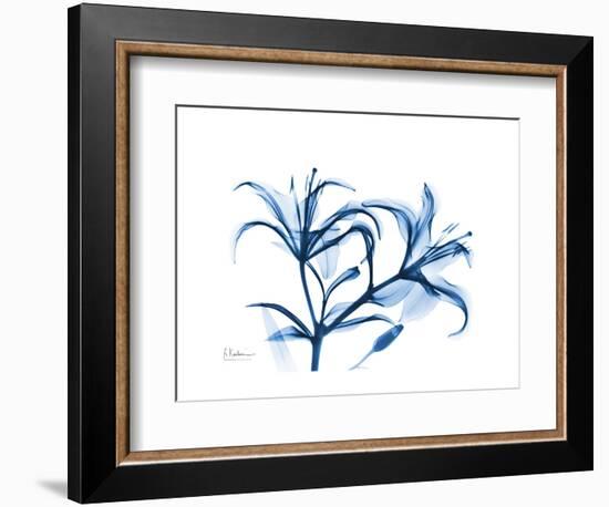 Indigo Starfire Lily-Albert Koetsier-Framed Premium Giclee Print