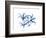 Indigo Starfire Lily-Albert Koetsier-Framed Premium Giclee Print