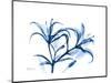 Indigo Starfire Lily-Albert Koetsier-Mounted Premium Giclee Print