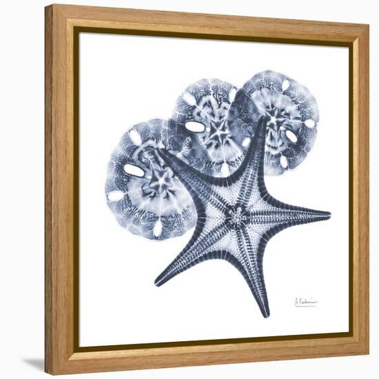 Indigo Starfish and Sand Dollar-Albert Koetsier-Framed Stretched Canvas