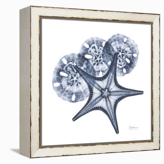 Indigo Starfish and Sand Dollar-Albert Koetsier-Framed Stretched Canvas