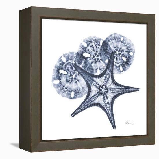 Indigo Starfish and Sand Dollar-Albert Koetsier-Framed Stretched Canvas