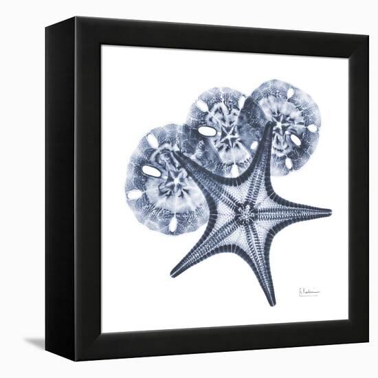 Indigo Starfish and Sand Dollar-Albert Koetsier-Framed Stretched Canvas