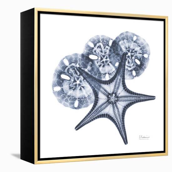 Indigo Starfish and Sand Dollar-Albert Koetsier-Framed Stretched Canvas