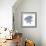 Indigo Starfish and Sand Dollar-Albert Koetsier-Framed Photographic Print displayed on a wall