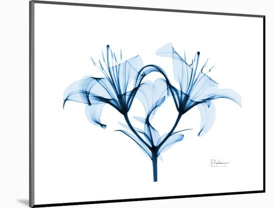 Indigo Starflame Lily-Albert Koetsier-Mounted Premium Giclee Print