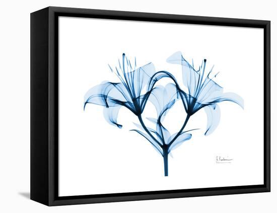 Indigo Starflame Lily-Albert Koetsier-Framed Stretched Canvas