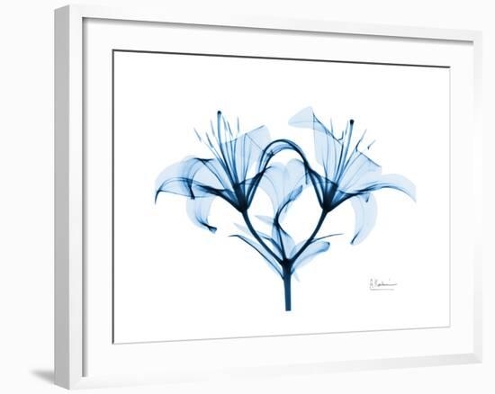 Indigo Starflame Lily-Albert Koetsier-Framed Premium Giclee Print