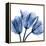 Indigo Stunning Tulips-Albert Koetsier-Framed Stretched Canvas