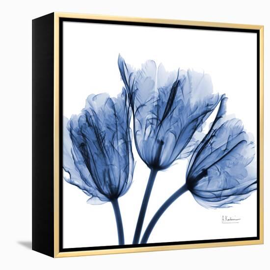 Indigo Stunning Tulips-Albert Koetsier-Framed Stretched Canvas