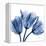 Indigo Stunning Tulips-Albert Koetsier-Framed Stretched Canvas