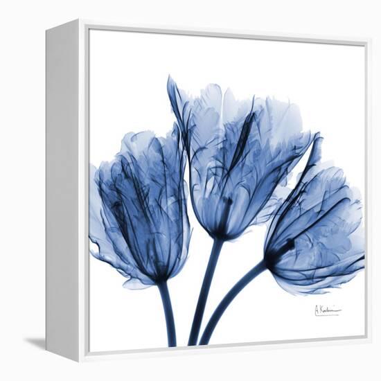 Indigo Stunning Tulips-Albert Koetsier-Framed Stretched Canvas