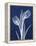 Indigo Tulips-Albert Koetsier-Framed Stretched Canvas
