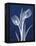 Indigo Tulips-Albert Koetsier-Framed Stretched Canvas