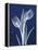 Indigo Tulips-Albert Koetsier-Framed Stretched Canvas